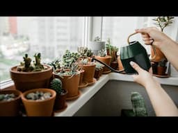 When to Water Succulents (& When NOT to Water!)