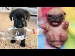 Baby Dogs 🔴 Cute and Funny Dog Videos Compilation #34 | 30 Minutes of Funny Puppy Videos 2022