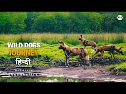 Dog's journey in the Land of Lions - हिन्दी डॉक्यूमेंट्री | Wildlife documentary in Hindi