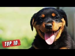 World's Top 10 MOST POPULAR DOG BREEDS