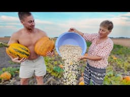 Village Life in Ukraine | Harvesting 13 Acres of Pumpkins