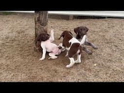 German Shorthair Puppies - Rose x Grouser - Born 7/3/24