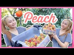 NAMITAS AKO NG BUNGA NG PEACH 🍑 | CALIFORNIA PEACH HARVEST | MARIES FERNANDO TAN