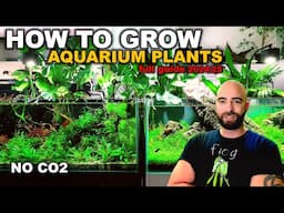 DON'T START A PLANTED TANK WITHOUT WATCHING THIS! (Everything I Have Learnt in 6 Years)