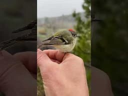 Ruby Crowned Kinglet got knocked out😞 #shorts #birds #beautiful