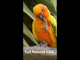 A to Z Natural Care In My Exotic Bird's Setup?