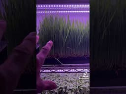 Growing micro greens