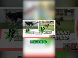 Understanding Contact Training  | Dog Agility Training | Dog Agility #dog #dogshorts