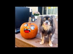 Gracie decorated her Halloween pumpkin! 🎃