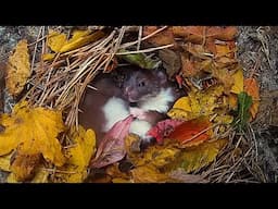 Weasel Settles to Sleep in a Bed of Autumn Leaves | Discover Wildlife | Robert E Fuller