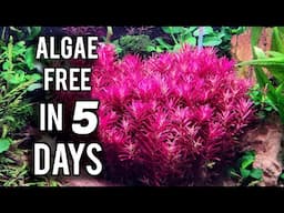 5 Tricks For An Algae Free Aquarium In 5 Days