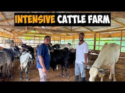 Inside an INTENSIVE CATTLE FARM:Full Tour and Expert Tips for Successful Farming #cattle #cattlefarm