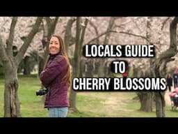 Tips for Seeing Cherry Blossoms in Washington DC from Locals