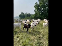 Seed Savers Exchange Cattle in Action