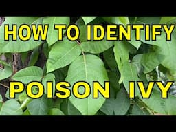 HOW TO QUICKLY IDENTIFY POISON IVY