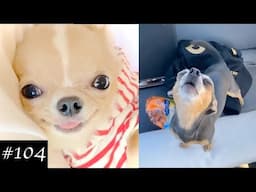 Chihuahua Dogs Compilation | Funny Dog Videos 2021