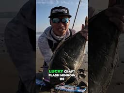 LEGAL SoCal Surf Halibut [Lucky Craft Flash Minnow 110]