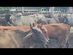 Buenos animales en El Tránsito San Miguel El Salvador On