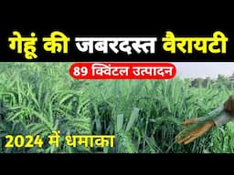 Gehu ki best variety गेहूं की टॉप वैरायटी 2024 | DBW 303 gehu | HD 3298 wheat seeds, Pusa Tejas 8759