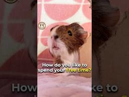 Stay awake? Yeah… that’s not really my thing. 😆 #funny #shorts #guineadad #guineapig #pets