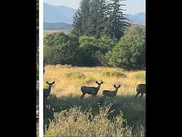 Colorado Muleys