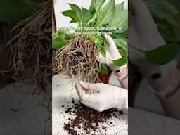 Why and how you should trim your houseplant root  #houseplant  #houseplants #indoorplants