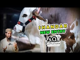 SHANDAR NEW ENTRY | NEW MITTI | AQ Cattle Farm Available For SALE Collection for Bakra Eid 2025