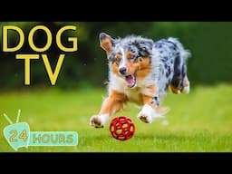 DOG TV for Dogs to Watch: Video Keep Your Dog Entertain When Home Alone - Best Music Anxiety for Dog