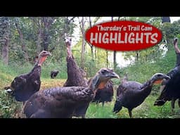 More Turkeys than You Can Shake a Stick At, BAD Bandits: Thursday's Trail Cam Highlights 10.31.24