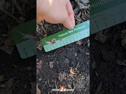 Measure a worm! Outdoor math is the best! #outdoormath #wildschooling #natureactivities