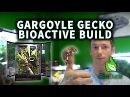 How to Build a Tropical Bioactive Terrarium for a Gargoyle Gecko