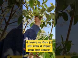 ये अमरूद का मौसम है! सीधे गार्डन से तोड़कर खाया आज अमरूद! #terracegardning #amrood #fruit #garden