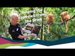 Join us in celebrating International Golden Lion Tamarin Day!