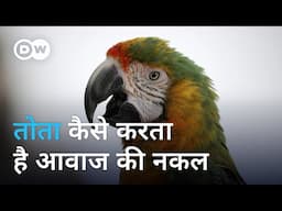 तोते के बोलने के पीछे क्या विज्ञान है [Why can parrots talk?]