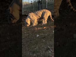 White Tiger Demonstrates the STINKY FACE #tiger #catvideos #cats #cat #whitecat #face #shorts