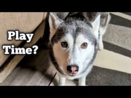 My Husky HAS To Play This Game . . . or Else!