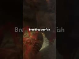 Breeding crayfish day #1 #shortsfeed  #ytshorts  #shortsviral  #shorts  #short  #shortvideo