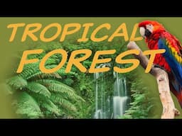 Explore the TROPICAL FOREST Biome 🦜 Nature Ecology & Environment