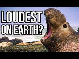 Ranking 10 Of The Loudest Animals On Earth From Quietest To Loudest