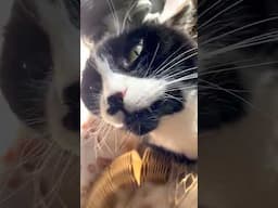 Roodi The Cat Gets A Head Massage