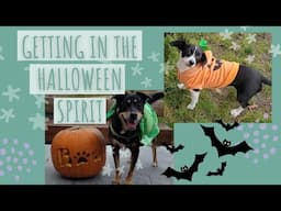 Halloween Vlog with Dogs