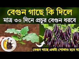 বেগুন গাছে কি দিলে - মাত্র ৩০ দিনে প্রচুর বেগুন ধরবে - বেগুন গাছে পোকা হবে না - বেগুন চাষ পদ্ধতি