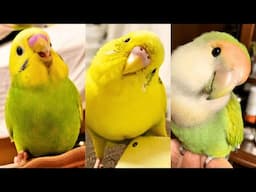 FUNNY AND CUTE PARROTS - TRY NOT TO LAUGH!