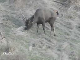 Perfect Shot on a Wide Sambar Stag w .30-06