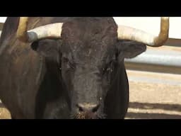 FINCA EL TRAPIO TOROS ESPECTACULARES ▶️😱 TOROS HOY