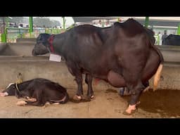 Buffalo Milk Competition Sheikhupura Cattle Markete