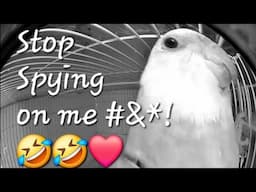 Lovely Cockatiel Singing to the Pet's Cam 📷 🤣/Silver the Tiel ❤️