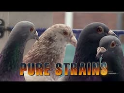 PURE STRAINS - Do you think that pigeon strains that are pure actually exist?