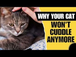 Why Won’t My Cat Cuddle With Me Anymore?