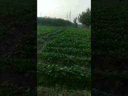 kheti se pyar #farmer #reels #organic #farming #shortvideo #winter #vegtables #village #life